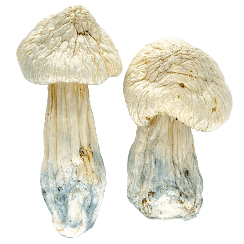 Albino-Penis-Envy-Magic-Mushroom