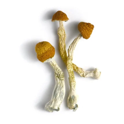 3.5 Grams Dried Mushrooms – Holy Ghost