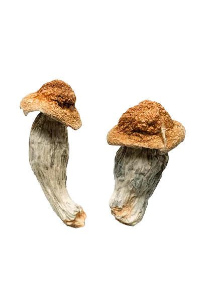 Penis-Envy-magic-mushrooms-shrooms