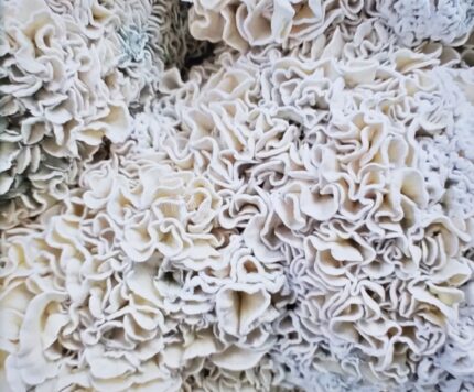 1/2 pounds  Dried Mushrooms – Enigma